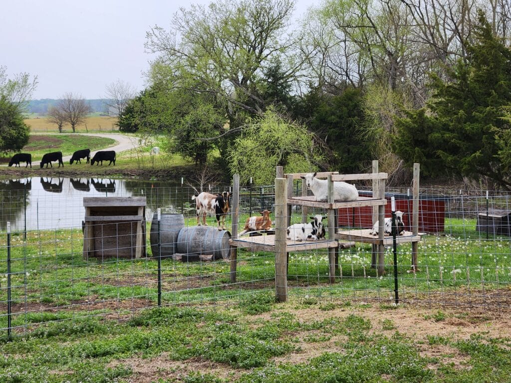 The goats are content!
